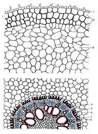 Мамышева М.В Анатомия и морфология растений 2021 г.